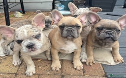 French Bulldog dogs for sale: Danny  - Image 1