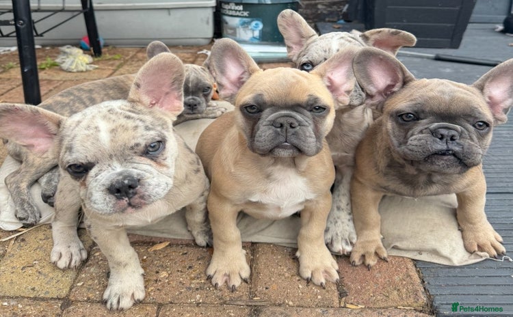 French Bulldog dogs - Advert 11