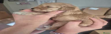Cockapoo 3