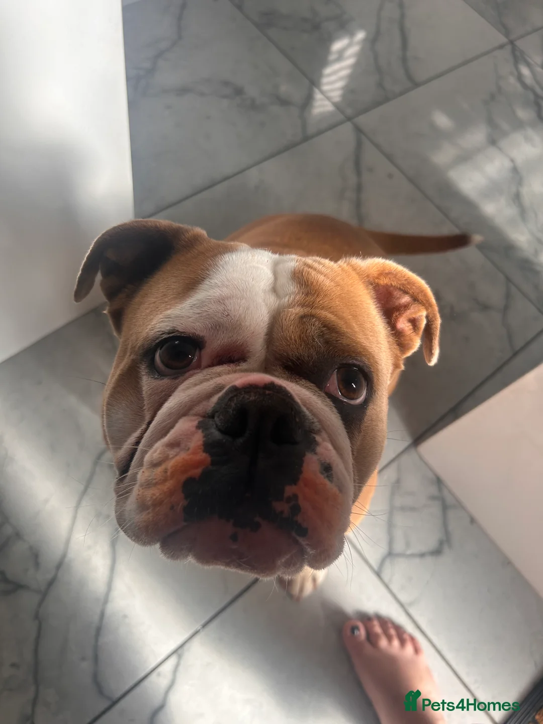 Olde English Bulldogge dogs for sale: Old English bulldog  - Advert 5