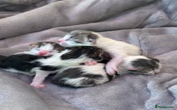 Mixed Breed cats for sale: 5 wee kittens needing homes. - Image 6