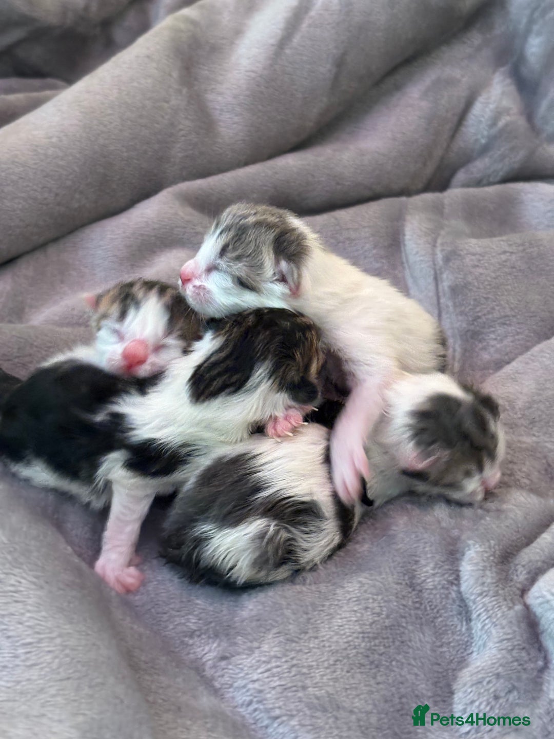 Mixed Breed cats for sale: 5 wee kittens needing homes. - Image 6
