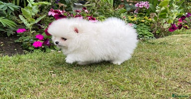 Pomeranian dogs - Advert 10