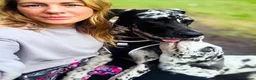 Mixed Breed dogs for sale: WAITING LIST OPEN - amazing breed of pups  - Advert 3