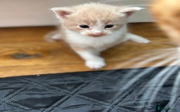 Maine Coon cats for sale: Beautiful Maine Coon X kittens - Image 7