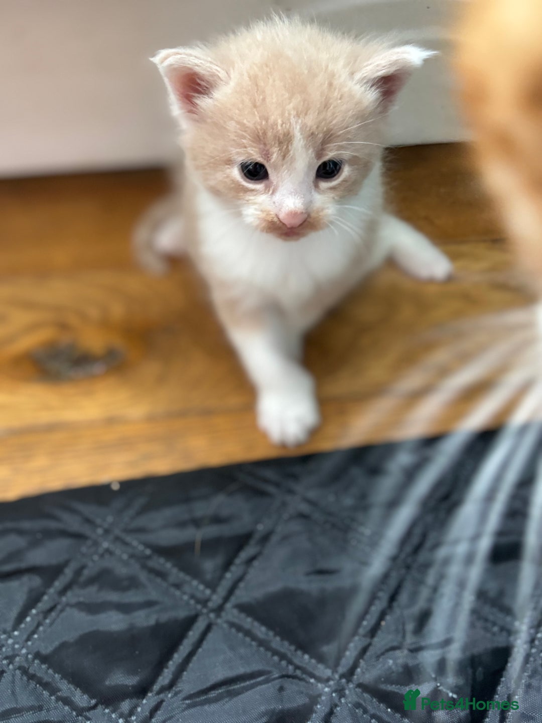 Maine Coon cats for sale: Beautiful Maine Coon X kittens - Image 7