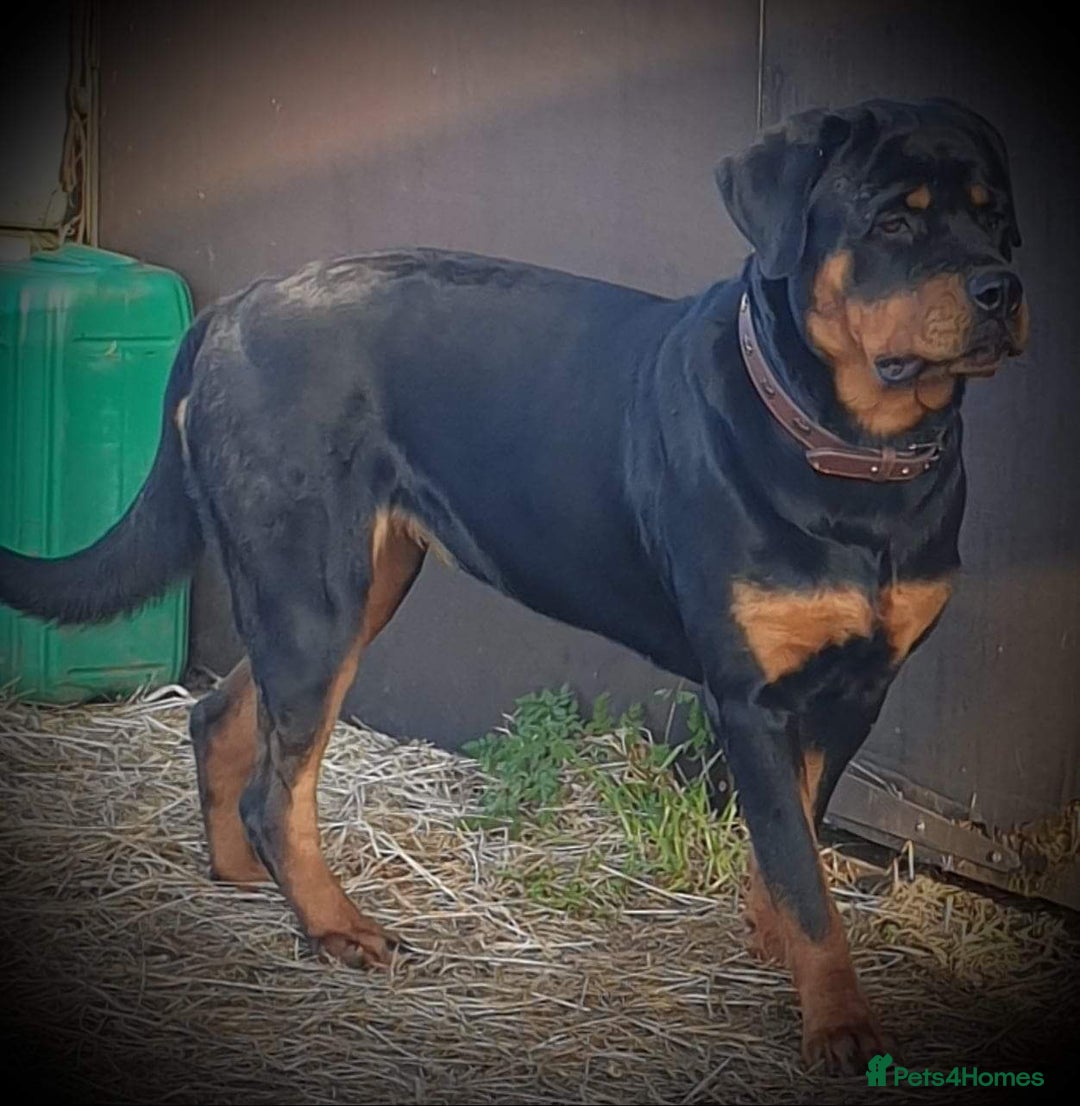 Rottweiler dogs for sale: Old fashioned big rottweiler pups  - Image 3