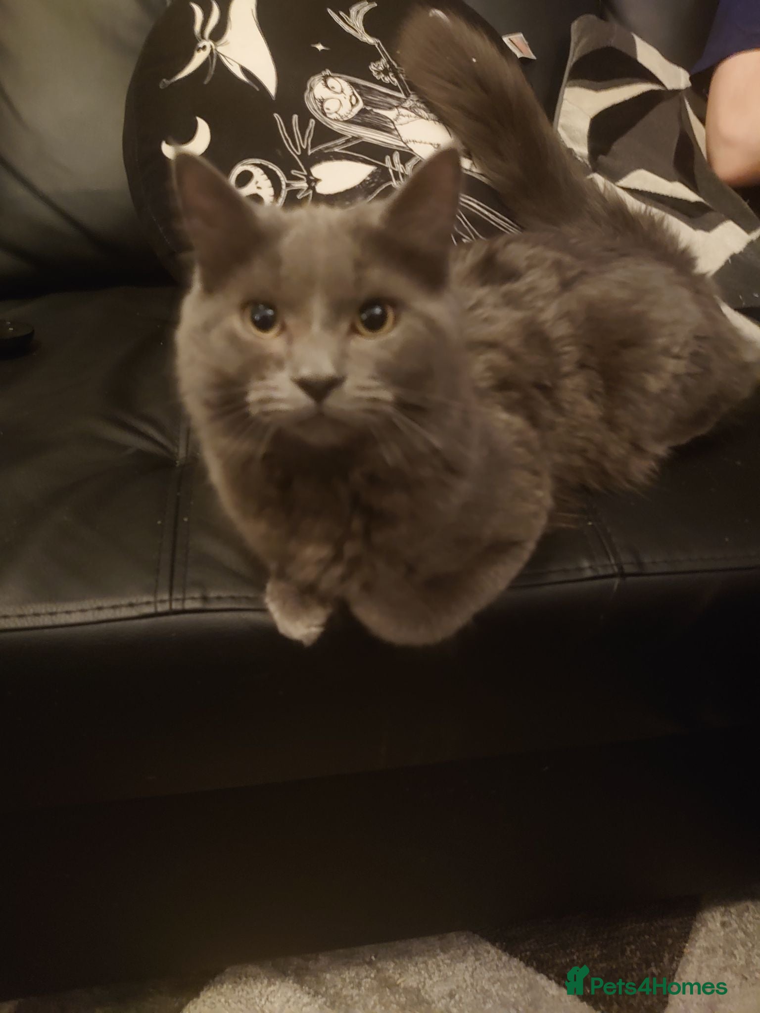 British Shorthair cats Male cat - Advert 4