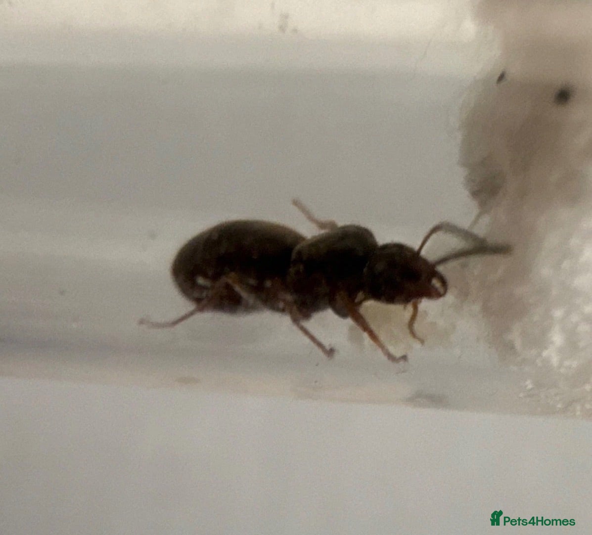 Mixed Breed invertebrates Lasius Niger queen and brood - Advert 1