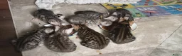 Bengal cats for sale: Family raised Bengal Kittens 🐾 - Advert 15