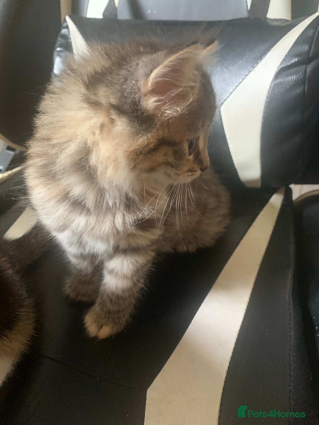 Mixed Breed cats for sale: Two gorgeous kittens for sale. - Image 10