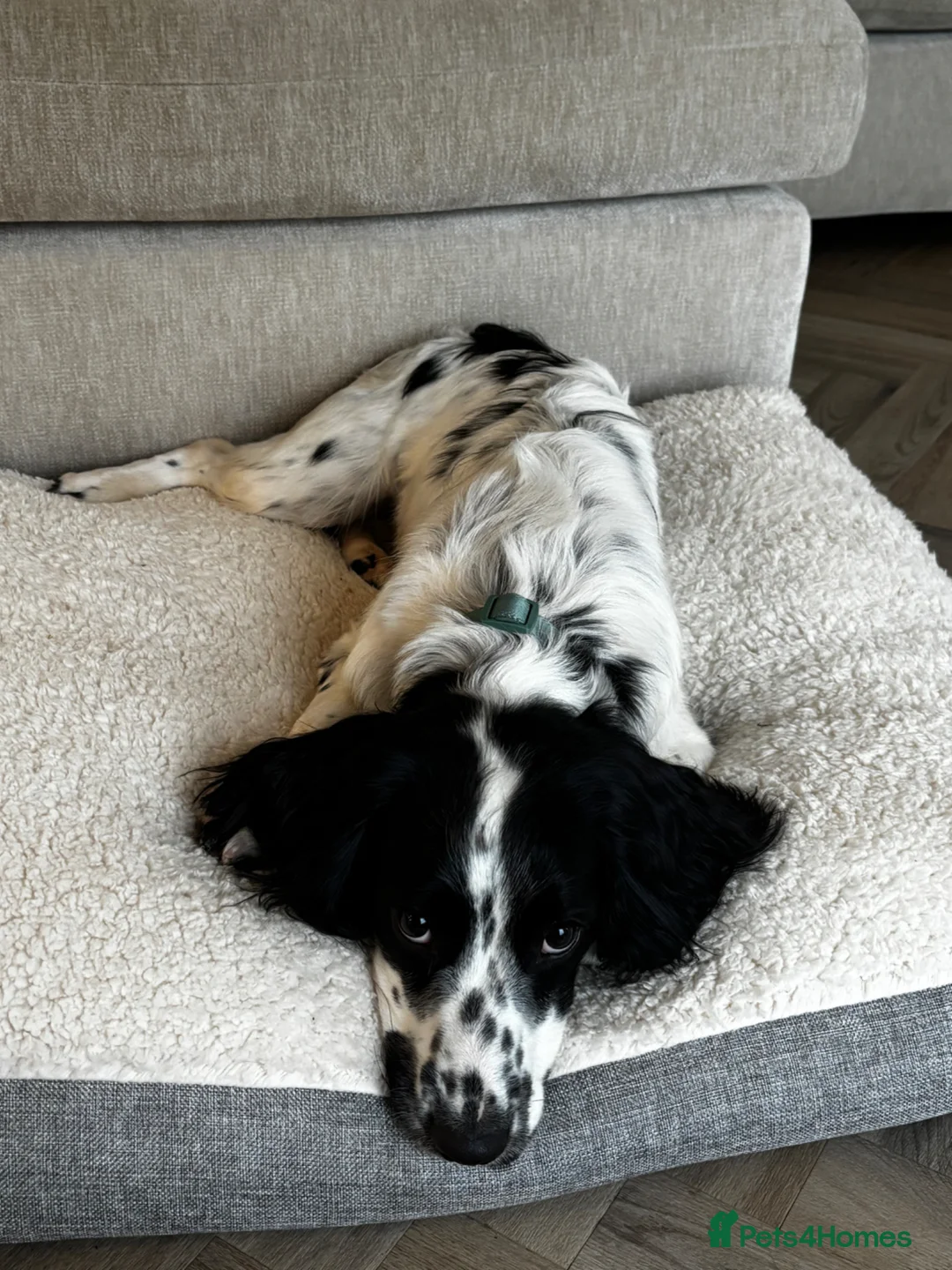 Sprocker dogs for sale: 10 month old Sprocker Spaniel  in Helston - Advert 2