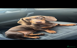 Miniature Dachshund dogs for sale: Miniature dachshund - Image 2