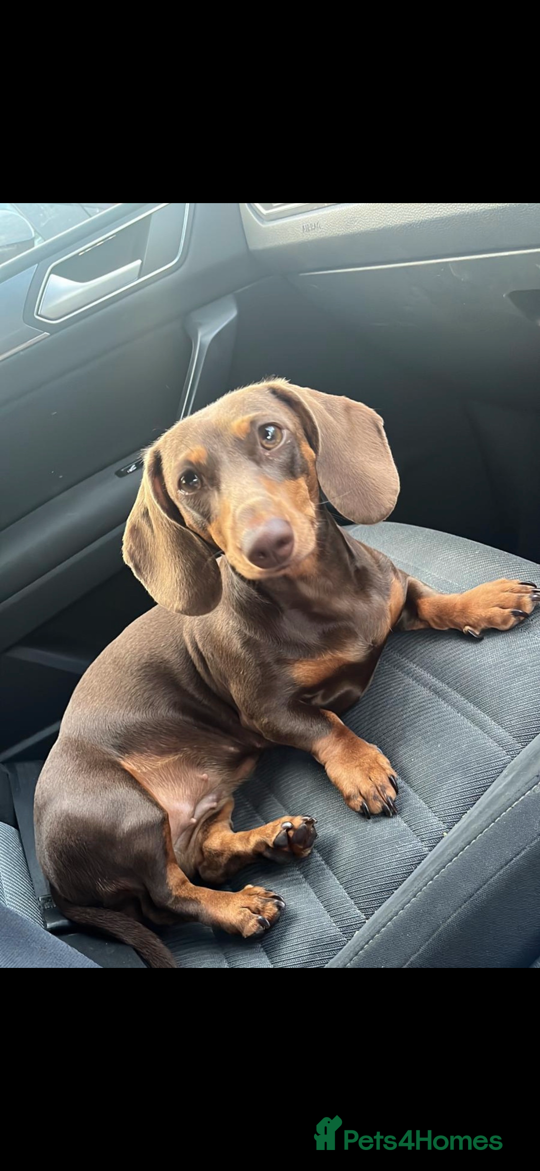 Miniature Dachshund dogs for sale: Miniature dachshund - Image 2