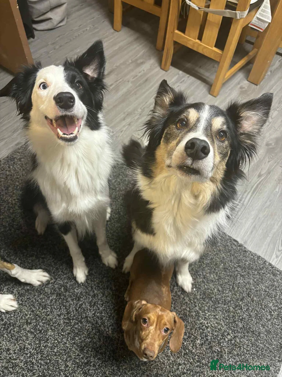 Border Collie dogs for sale: Callie needs a new home  - Advert 26