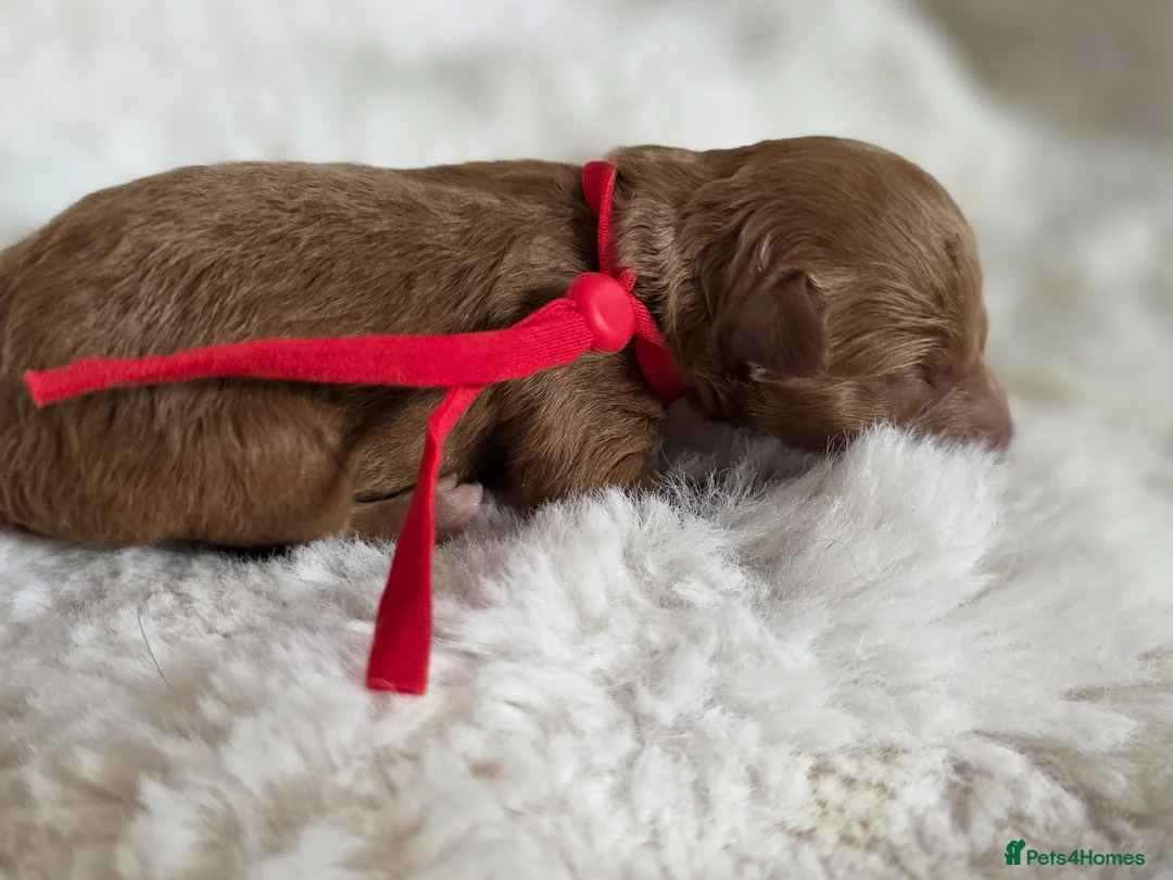 Cavapoo dogs for sale: F1 Toy cavapoos  - Advert 2