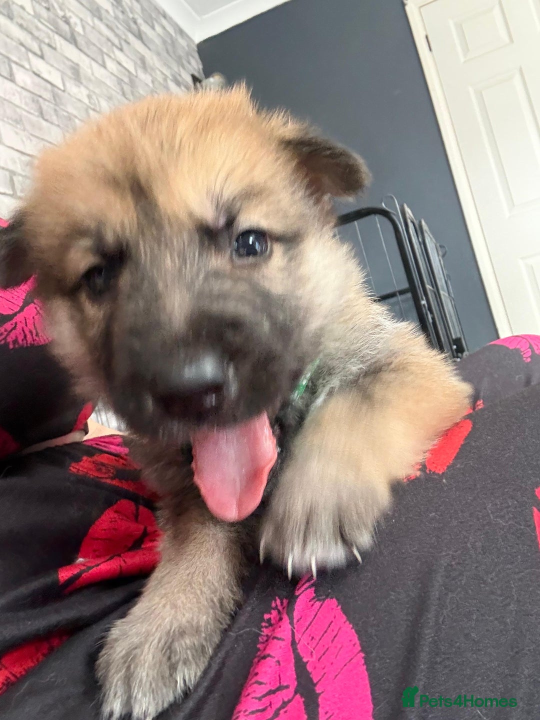 Shepsky dogs for sale: German shepherd x husky 3 weeks old  - Image 1