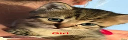 Mixed Breed cats for sale: Mixed breed tabby kittens in Doncaster - Advert 5