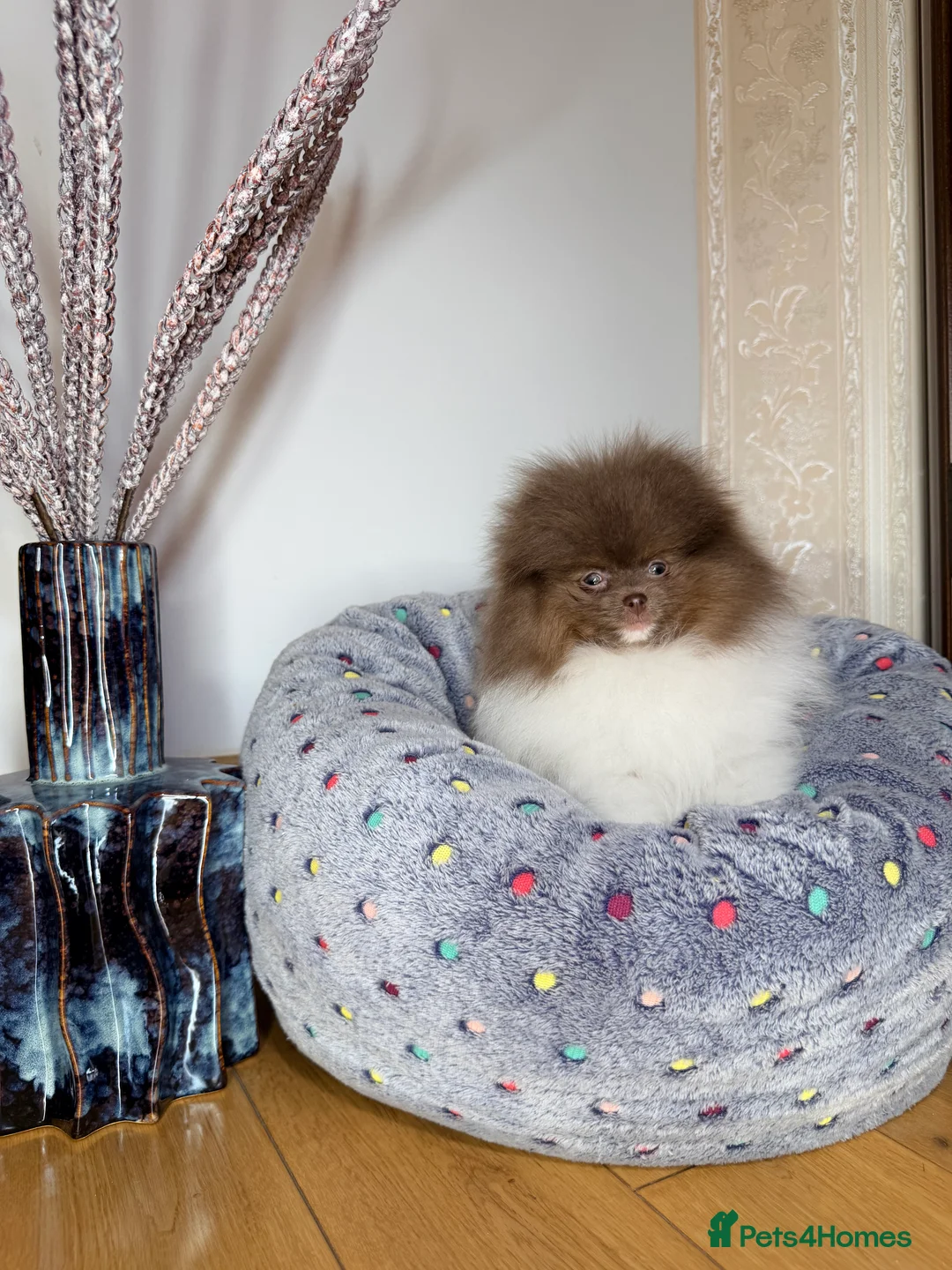 Pomeranian dogs for sale: Cute Pomeranian Boys and Girls  - Advert 39