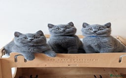 British Shorthair cats for sale: Amazing British shorthair blue kittens in Ware - Image 14