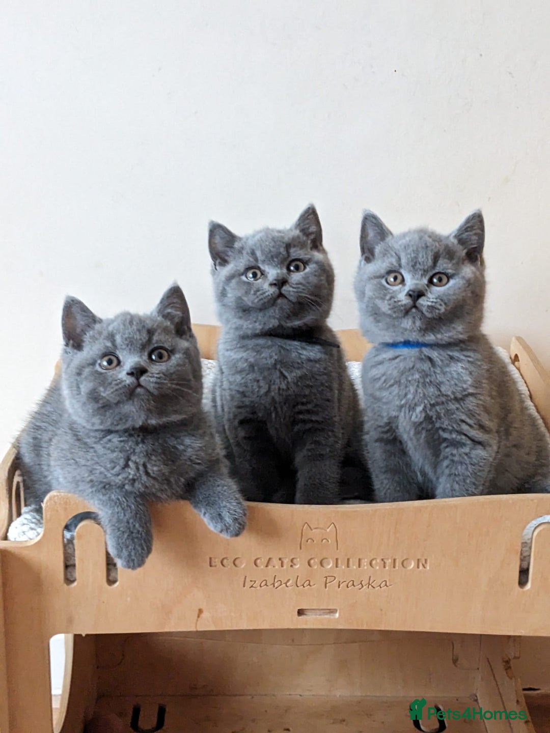 British Shorthair cats for sale: Amazing British shorthair blue kittens in Ware - Image 14