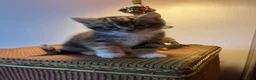 Mixed Breed cats for sale: Beautiful tabby kittens - Advert 3