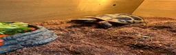 Hermann Tortoise reptiles for sale: Herman tortoise in Bournemouth - Advert 4