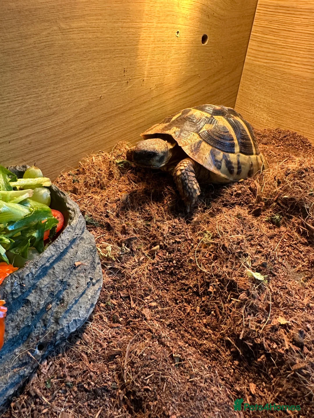 Hermann Tortoise reptiles for sale: Herman tortoise in Bournemouth - Advert 4