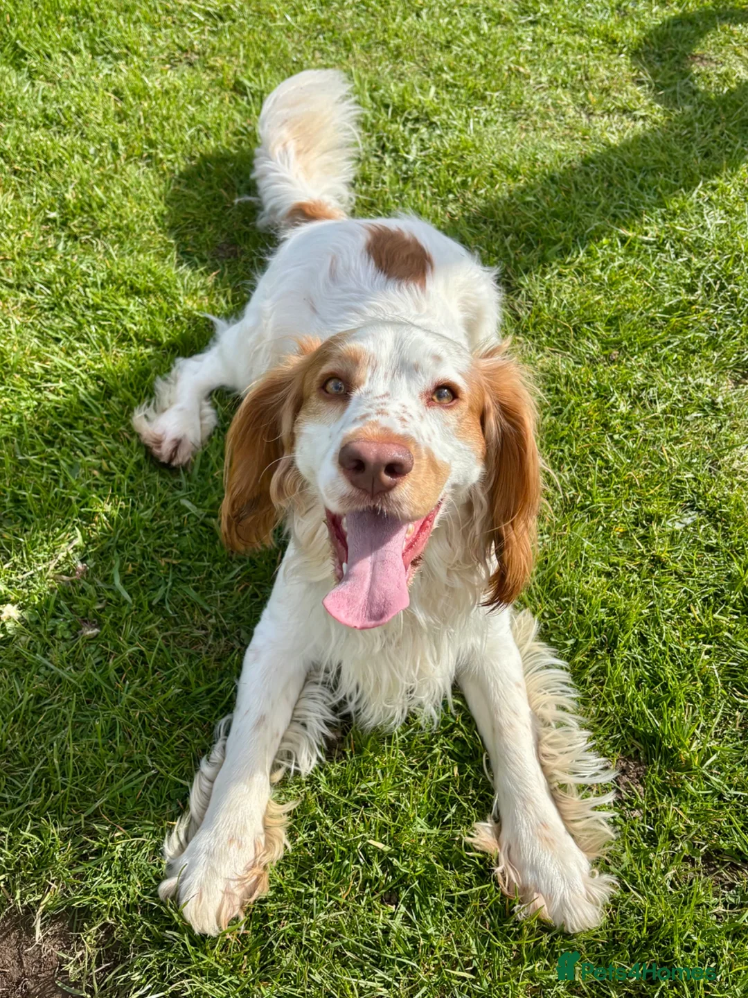 Cocker Spaniel dogs for sale: Cocker spaniel  - Advert 1