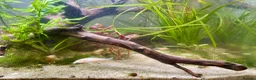 Pufferfish fish for sale: Complete setup available - pea puffers, Corys etc in Worcester - Advert 6