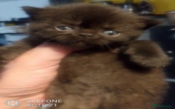 Exotic cats for sale:  Exotic British shorthair  - Image 1
