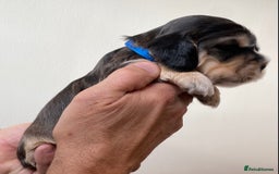 Cocker Spaniel dogs for sale: Adorable show cocker spaniels - Image 28
