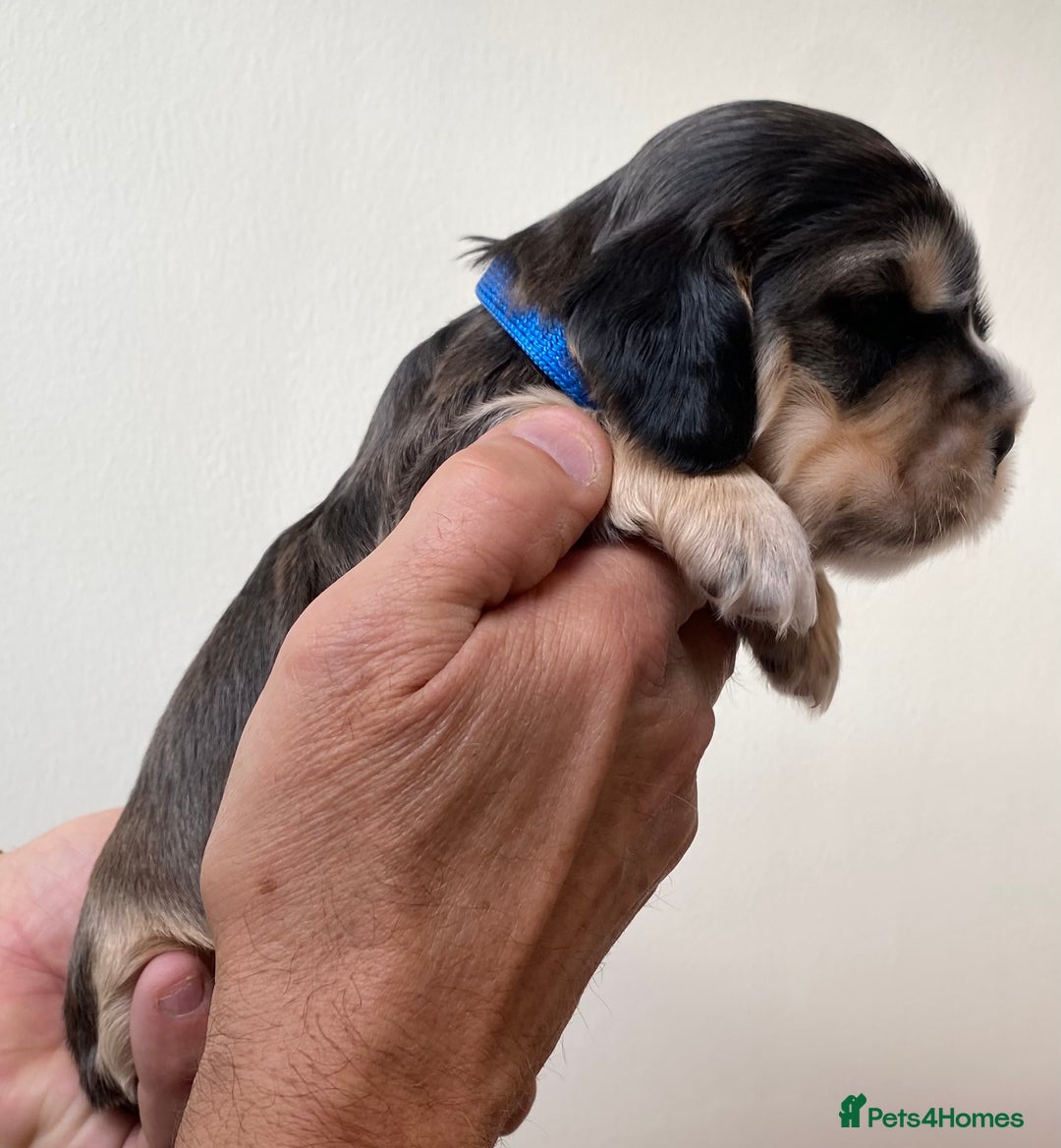 Cocker Spaniel dogs for sale: Adorable show cocker spaniels - Image 28