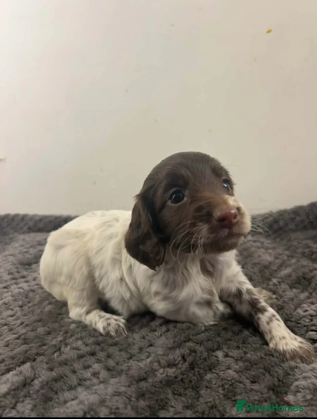 Cockapoo dogs for sale: Unique cockapoo puppies  - Advert 2