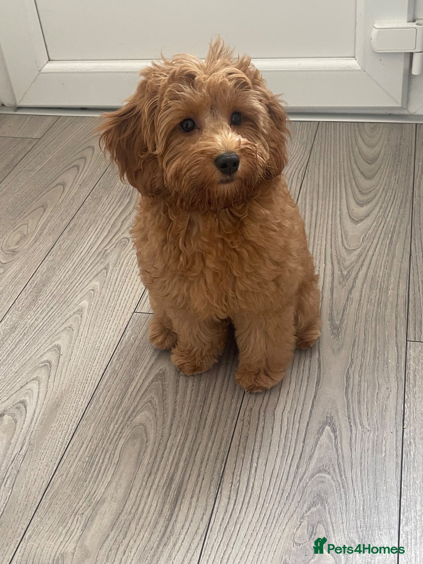 Cavapoo dogs ⭐️ 1 Toy Cavapoo Girl Left – Fully Vaccinated ⭐️ - Advert 18