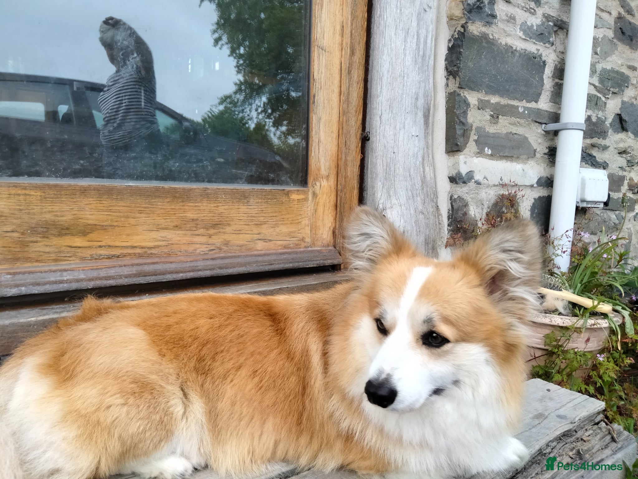 Welsh Corgi Pembroke dogs for sale: Beautiful Pedigree Red & White corgi pups  - Advert 5
