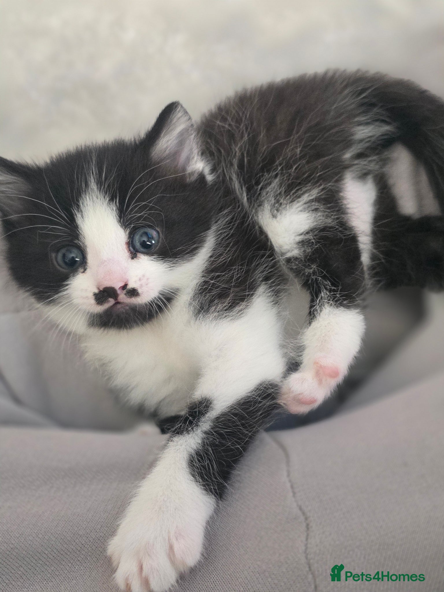 Mixed Breed cats beautiful kittens blue eyes ready 16th may - Advert 12