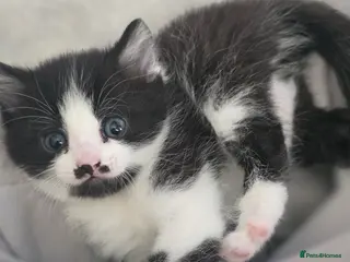 Mixed Breed cats beautiful kittens blue eyes ready 16th may - Advert 15