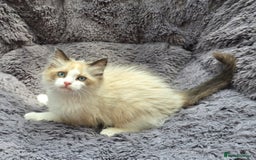 Ragdoll cats for sale: GCCF registered Ragdoll kittens  - Image 5