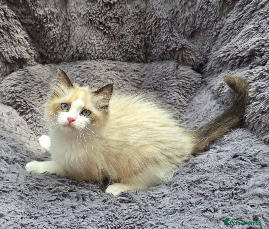Ragdoll cats for sale: GCCF registered Ragdoll kittens  - Image 5