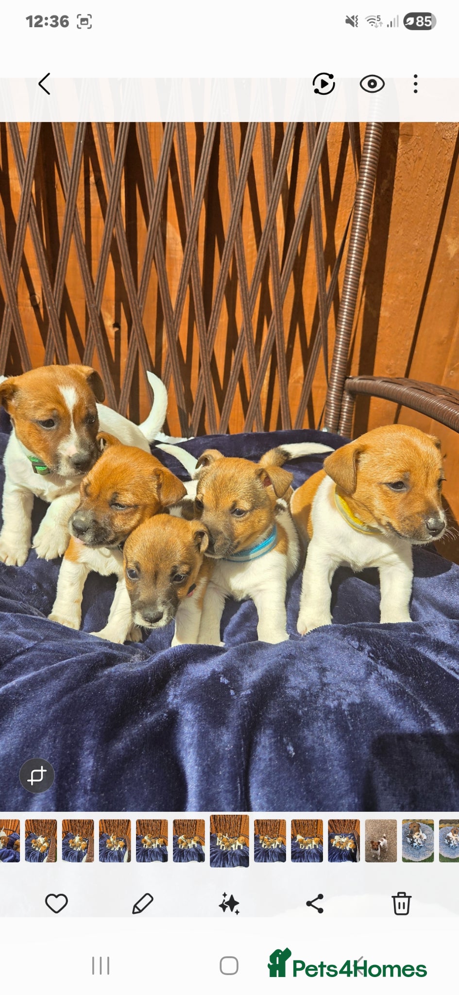 Jack Russell dogs  short leg and smooth coat jack russell puppies  - Advert 1