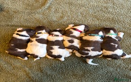 English Springer Spaniel dogs for sale: 🐶 6 x KC REG SPRINGER SPANIELS READY 30th OCT 🎃 - Image 1