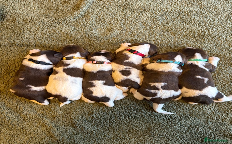 English Springer Spaniel dogs - Advert 2