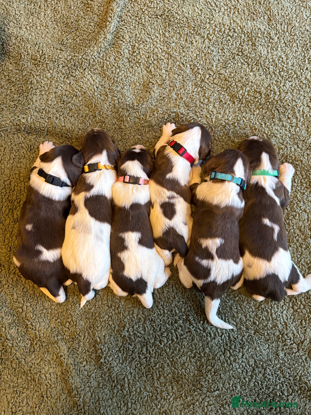 English Springer Spaniel dogs for sale: 🐶 6 x KC REG SPRINGER SPANIELS READY 30th OCT 🎃 - Image 1