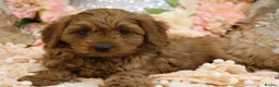 Cavapoo dogs for sale: *HEALTH TESTED* Cavapoo Puppies - Advert 15