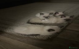 Ragdoll cats for sale: 2 Adorable Bluepoint boy Kittens left!  - Image 20
