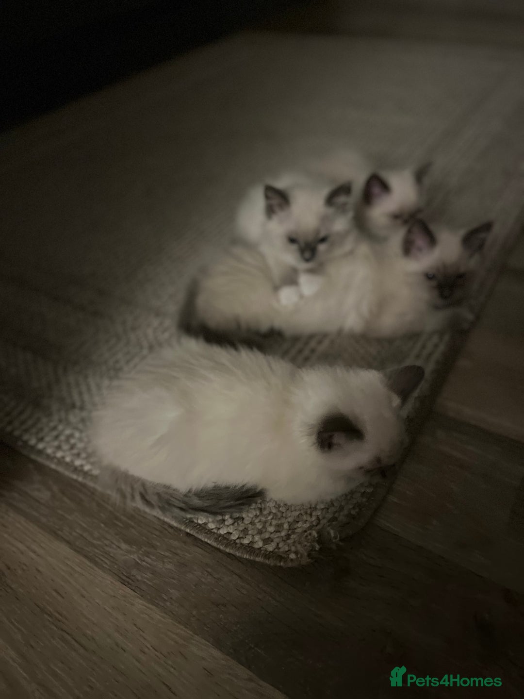 Ragdoll cats for sale: 2 Adorable Bluepoint boy Kittens left!  - Image 20
