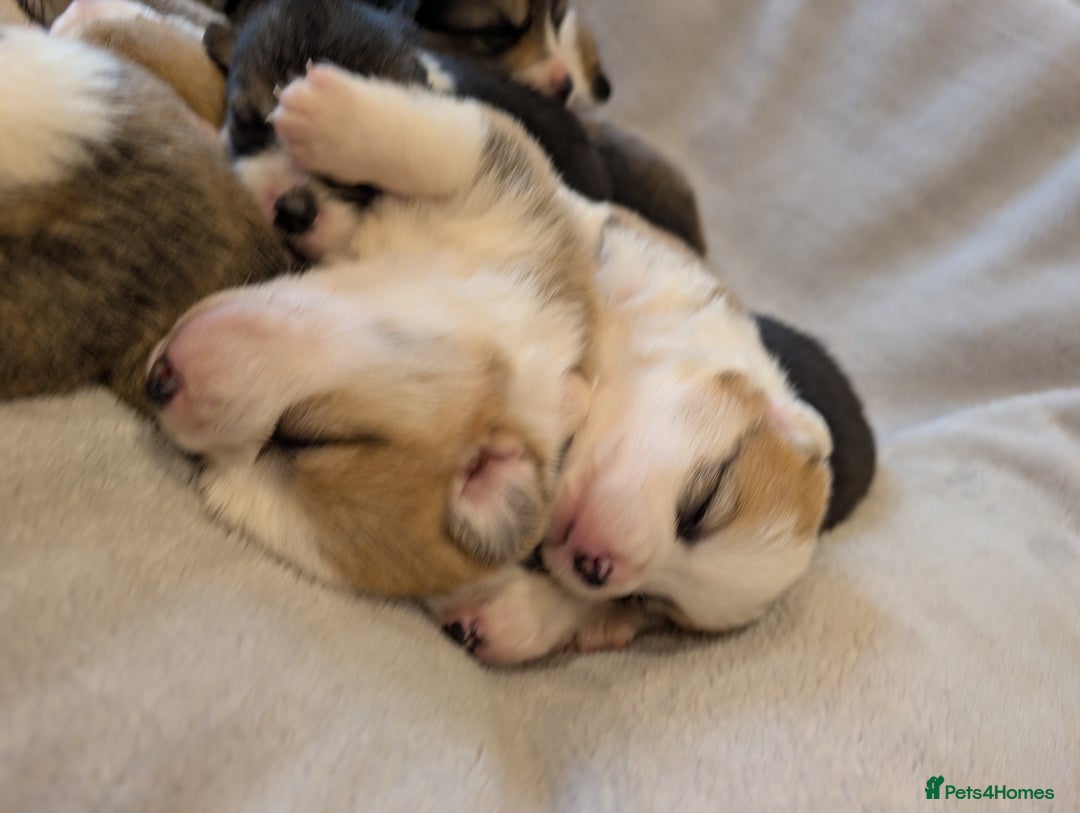 Welsh Corgi Pembroke dogs for sale: 9 Stunning Corgis  - Image 14