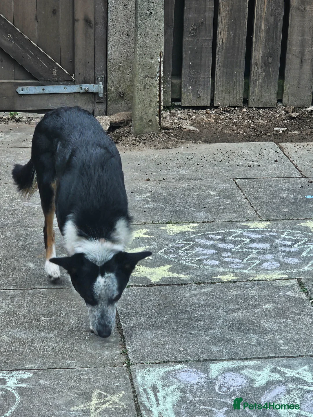 Border Collie dogs for sale: Border collie for rehome - Advert 2