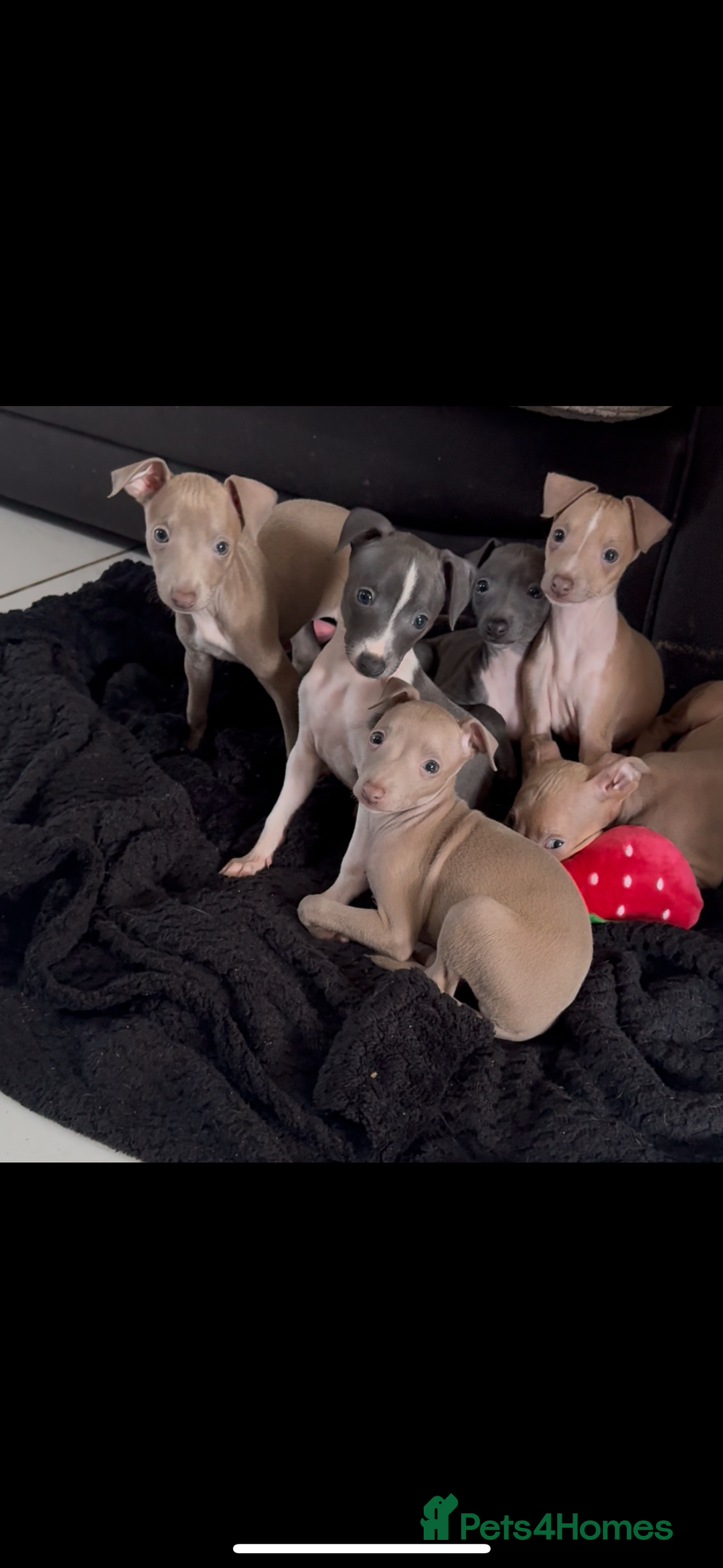 Italian Greyhound dogs for sale: KC Italian Greyhounds - 1 girl and 1 boy available - Image 9